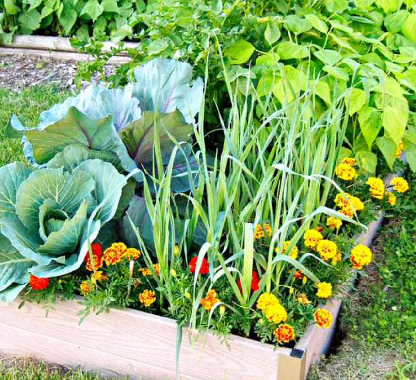 Vegetable Plants