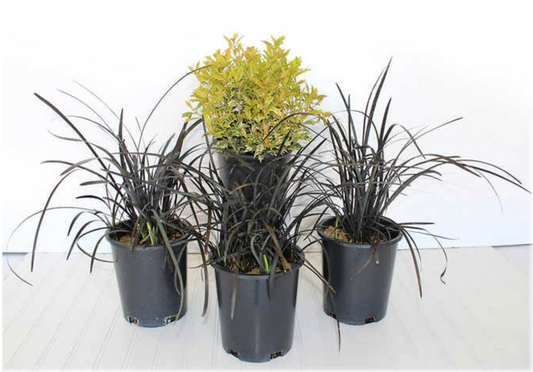 4.33" Accent Plants