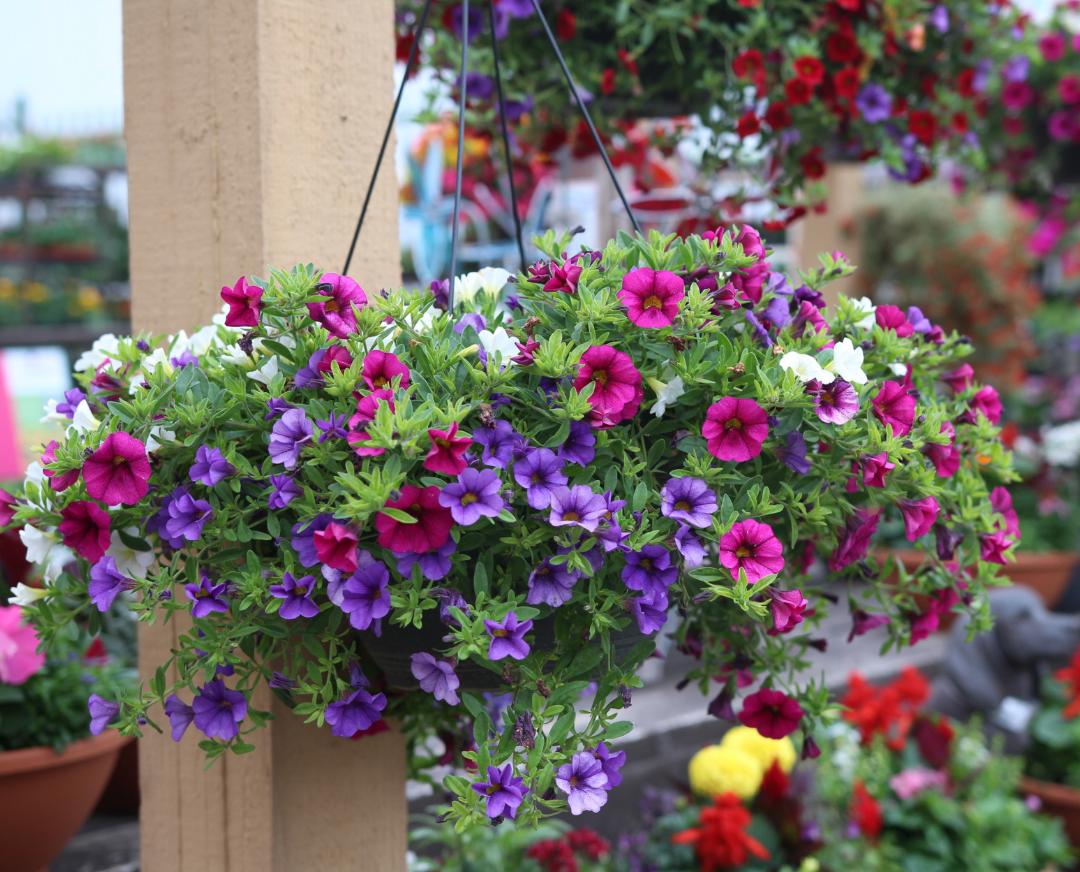 12" Hanging Basket