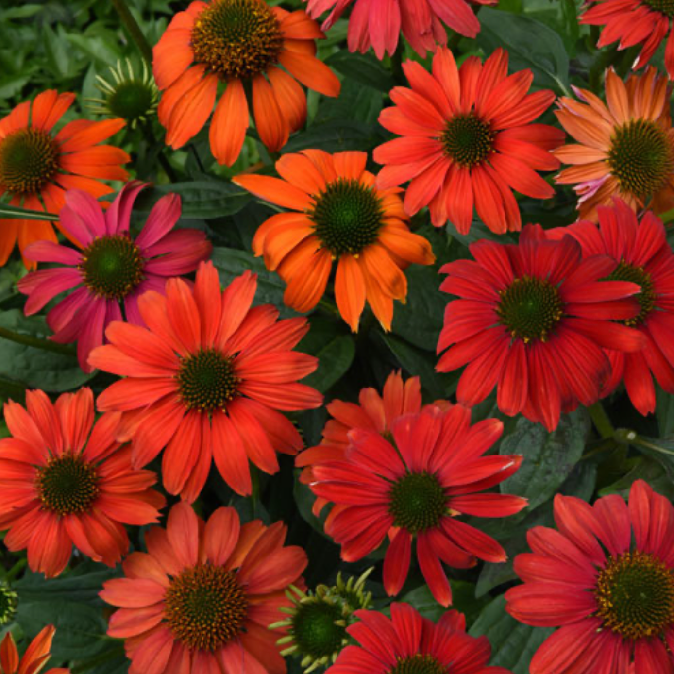 Artisan Red Ombre Coneflower