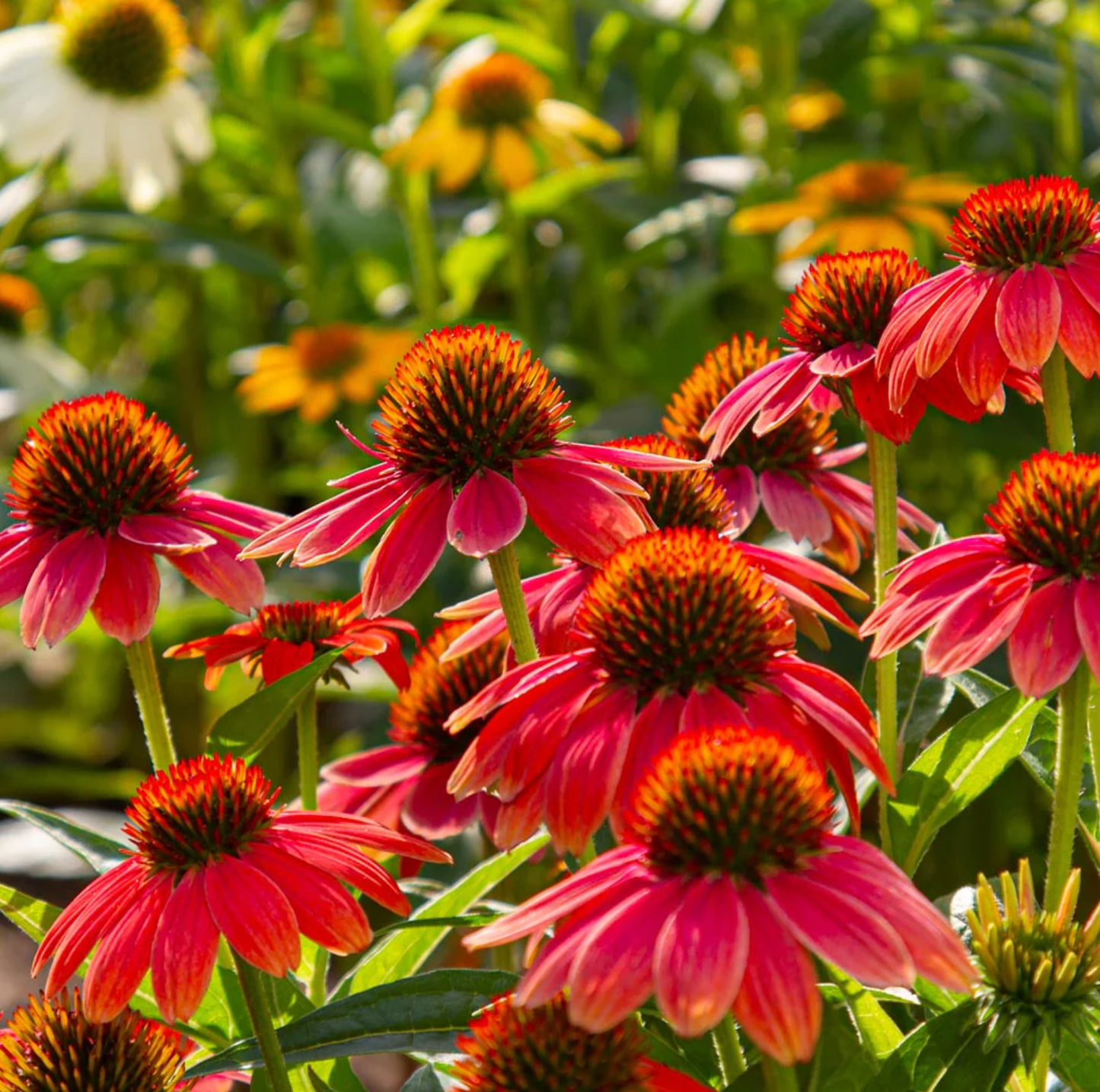 Sombrero Salsa Red Coneflower