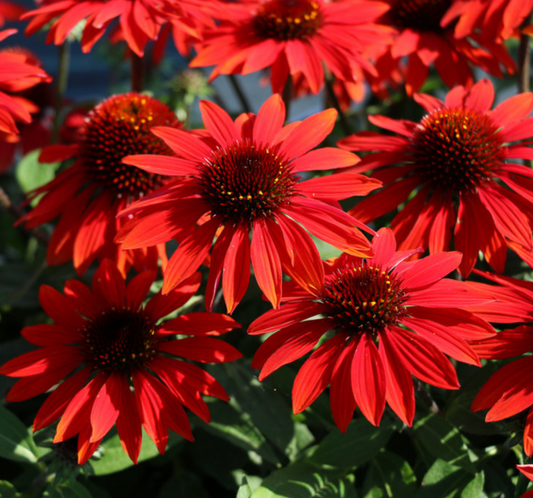 Sombrero Sangrita Coneflower