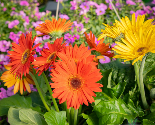 4.25" Gerber Daisy