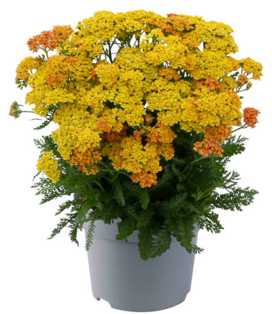 Yarrow.   Yellow Terracotta #1