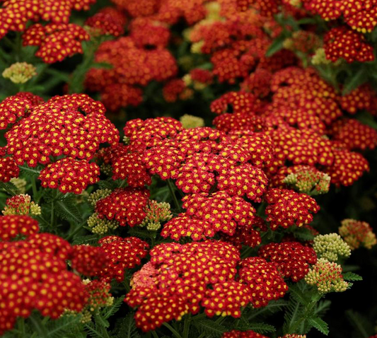 Yarrow  Strawberry Seduction #1