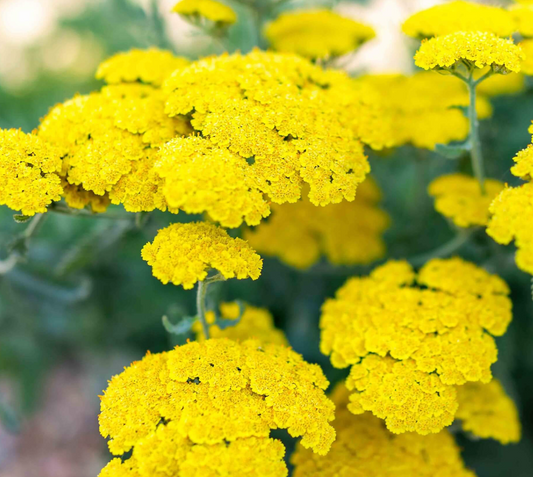 Yarrow.  Moonshine #1