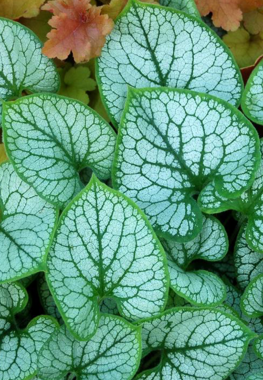 Brunnera Jack Frost #1