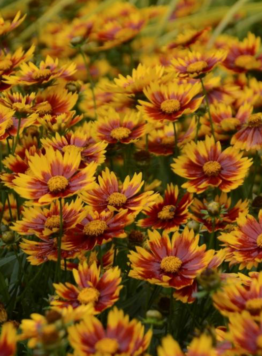 Coreopsis L'il Bang Daybreak #1