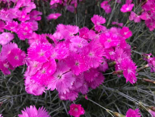 Dianthus Firewitch #1