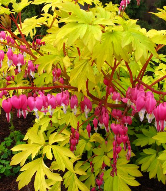 Dicentra Gold Heart #1