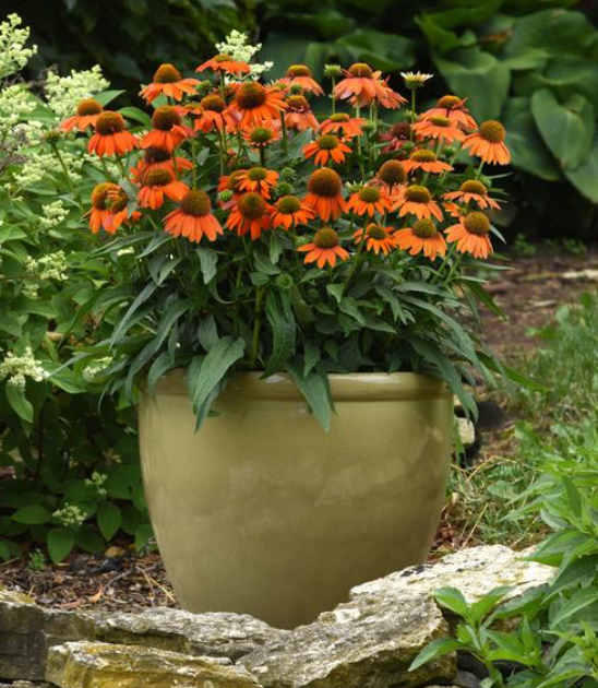 Cone Flower. Artisan Soft Orange #1