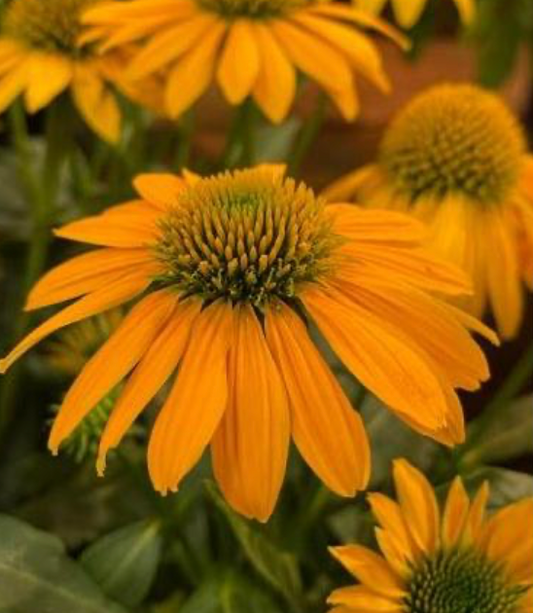 Coneflower.  Artisan Yellow Ombre #1