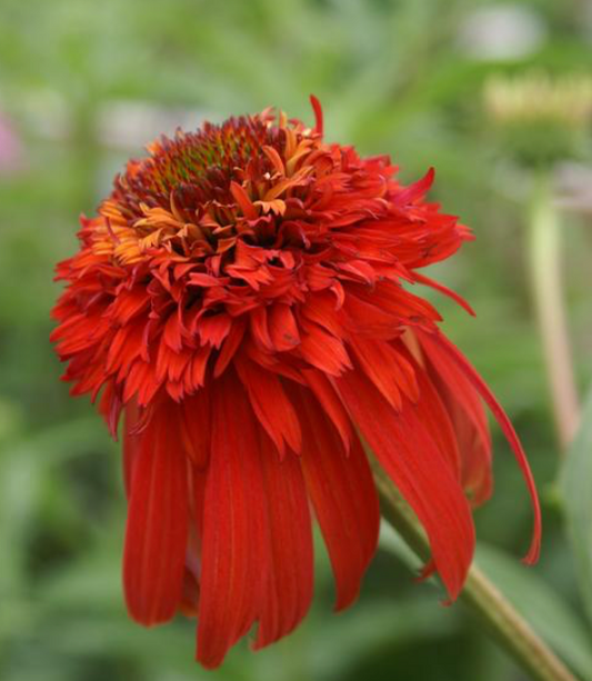 Coneflower Cone-Fections Hot Papaya #1