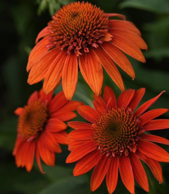 Coneflower Sombrero Fiesta Orange #1