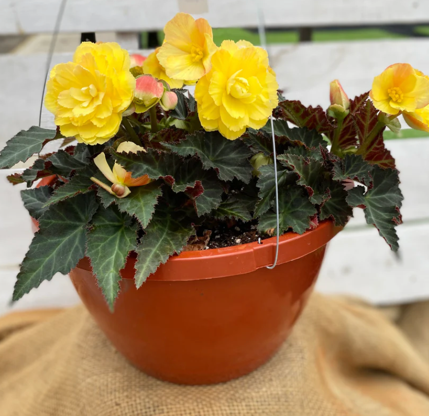 Begonia Hanging Basket – Hilltop Nursery