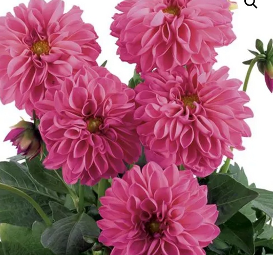 4.25" Dahlia