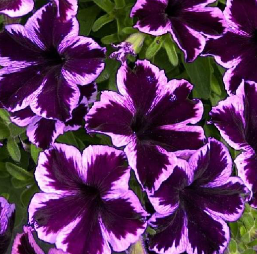 4.25" Crazytunia Cosmic Violet