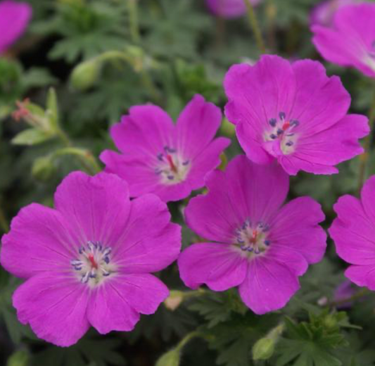 Geranium Max Frei #1