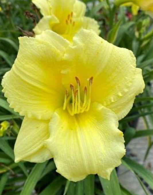 Hemerocallis Happy Returns #1