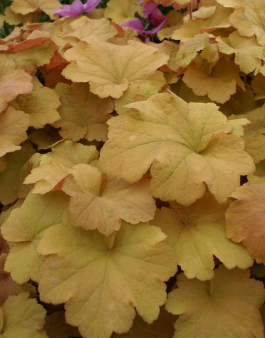 Heuchera Caramel #1