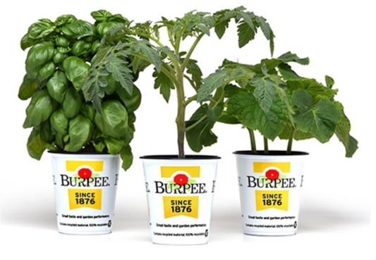 Burpee Vegetable Plants 4"