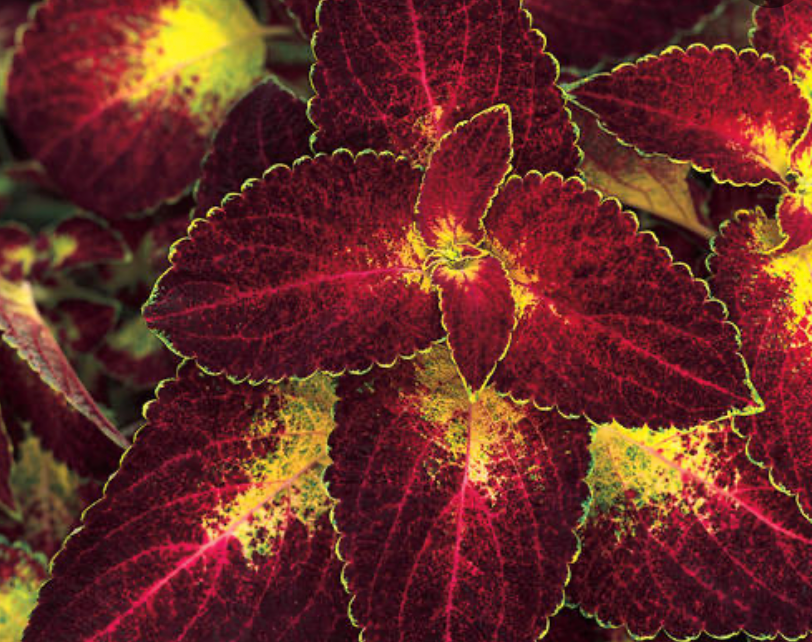 Dipt In Wine Coleus
