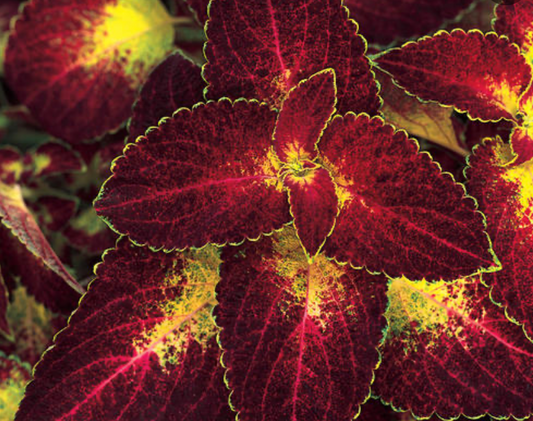 Dipt In Wine Coleus