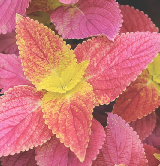 Alabama Sunset Coleus