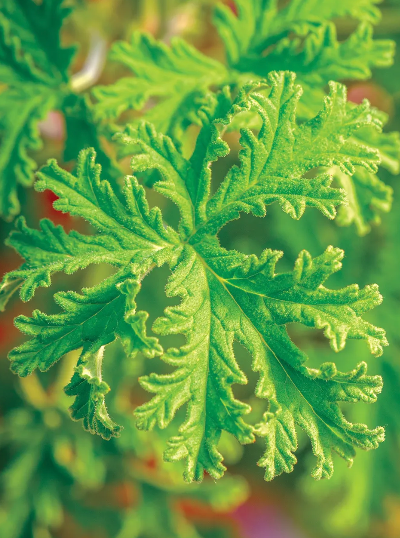 Citriodorum Scented Geranium 4.25"