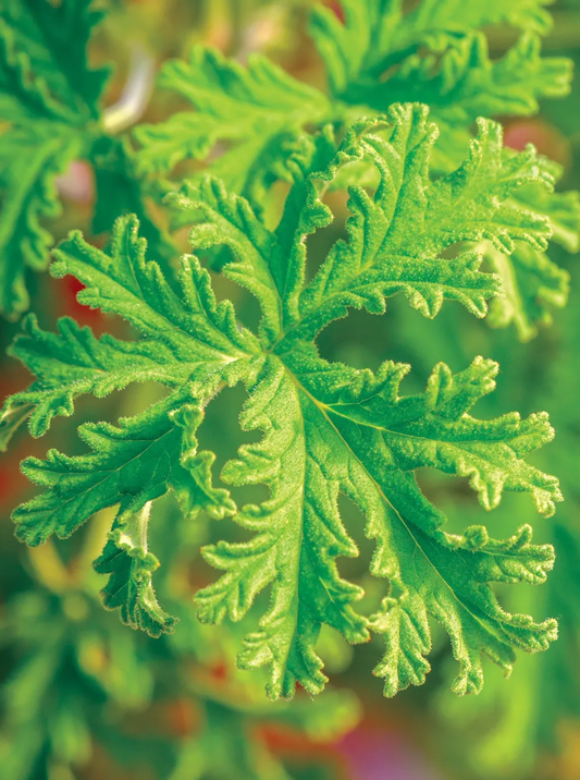 Citriodorum Scented Geranium 4.25"