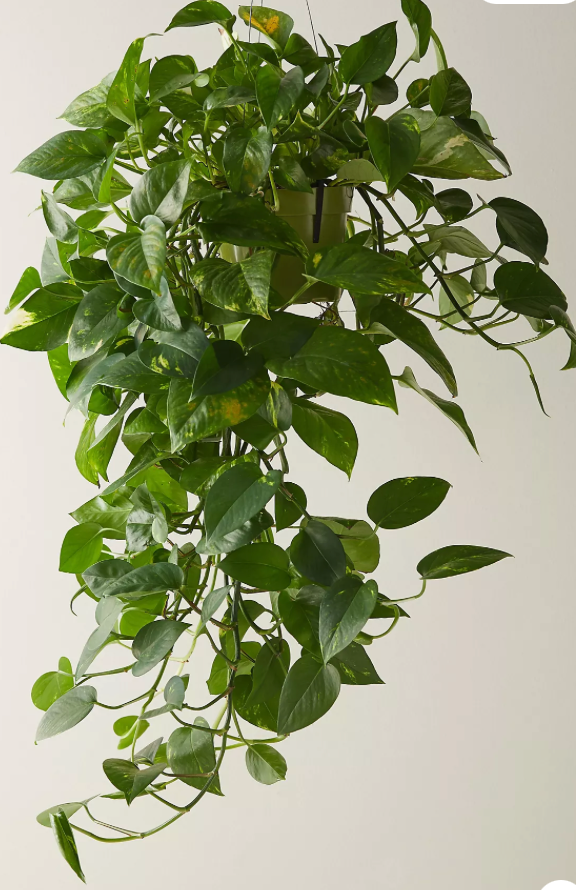 Pothos Jade Hanging Basket