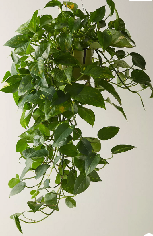 Pothos Jade Hanging Basket