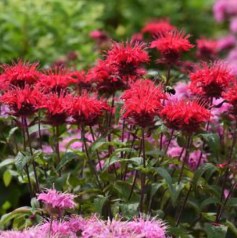 Monarda didyma 'Bee-Mine Red' #1