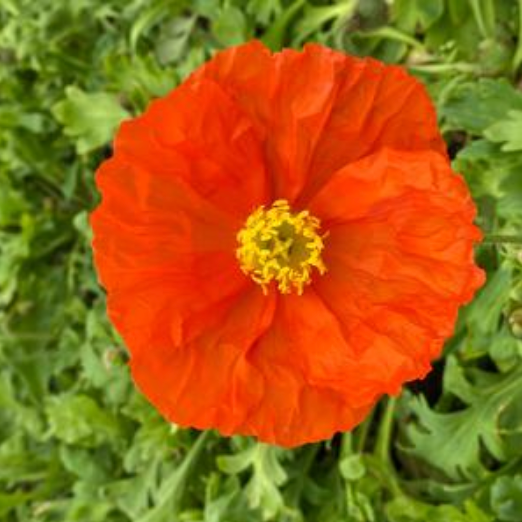 Papaver nudicaule 'Champagne Bubbles Orange' Poppy #1