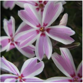 Phlox subulata 'Candy Stripe' #1