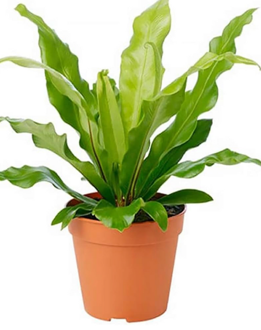 Japanese Bird's Nest Fern 6"