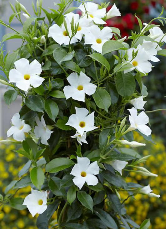10" Mandevilla (White)