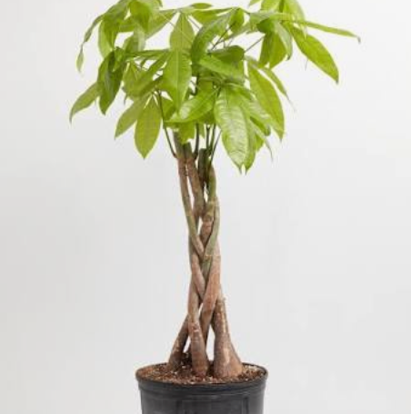 Money Tree 4"
