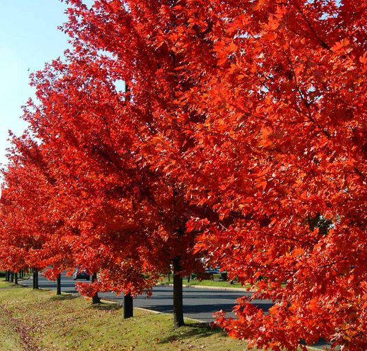Autumn Blaze Maple 3.5"