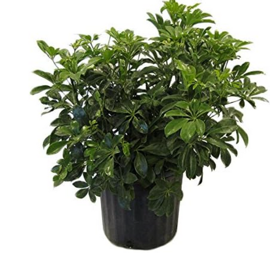 8" Arboricola