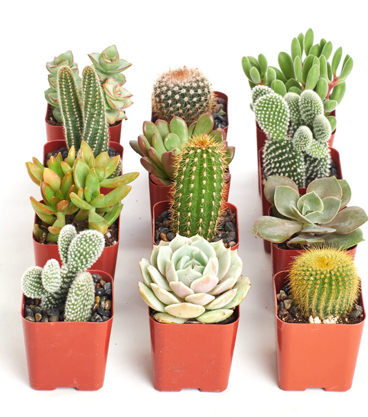 3" Cactus Grafted