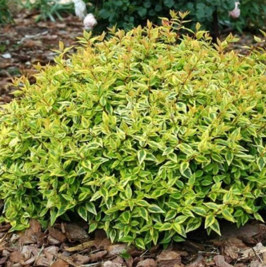 Abelia Kaledioscope