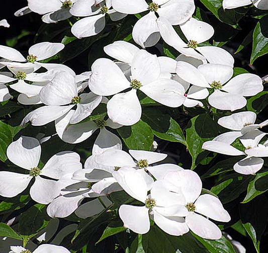 Cornus Ruth Ellen Dogwood 2" #15
