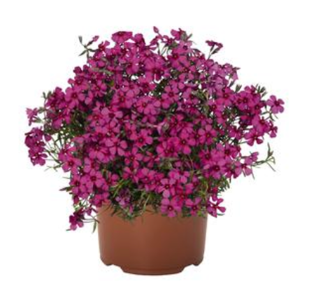 Phlox Spring Scarlet #1