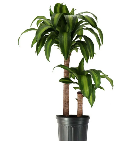 Corn Plant