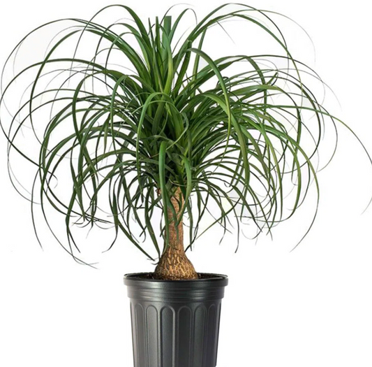 6” Pony Palm