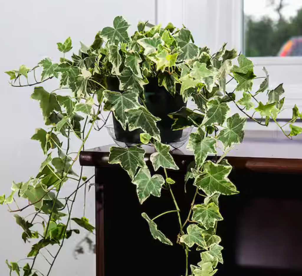 Variegated Ivy