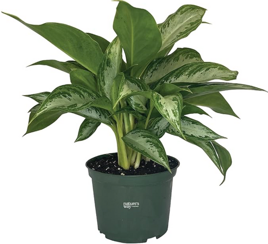 Aglaonema Chinese Evergreen
