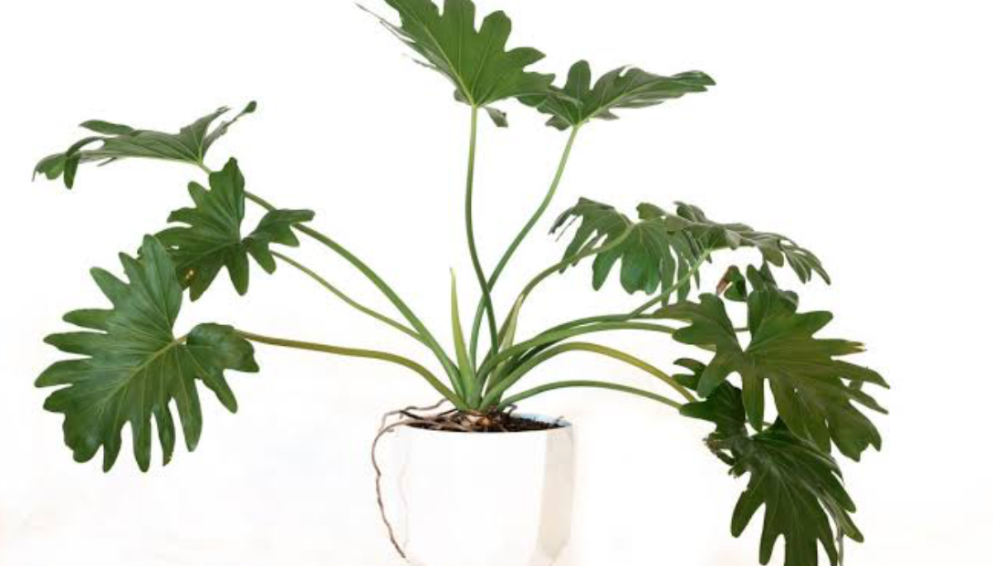 Philodendron Selloum