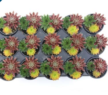 Sempervivum Chick Charms 'Trio Honeycrisp Twist'